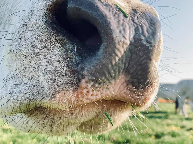 Strandurlaub Callantsoog LekkerNaarZee